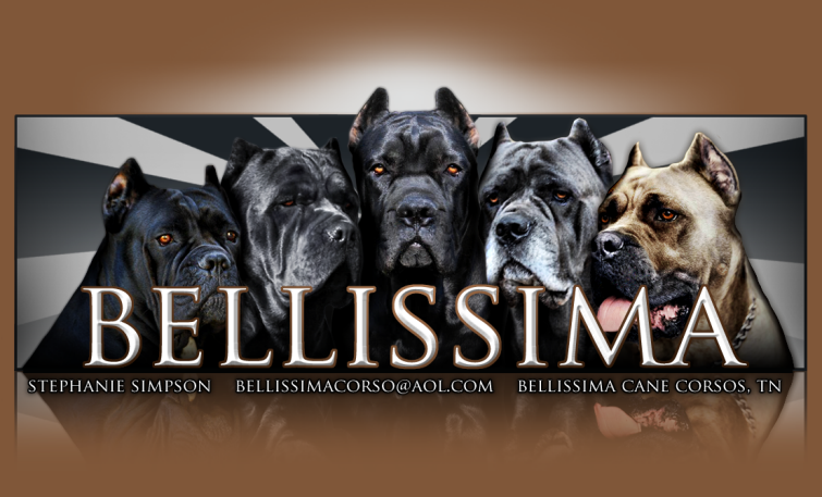 Cane Corso Puppies, Available Cane Corsos | Bellissima Cane Corsos - Cane Corso Breeder Tennessee