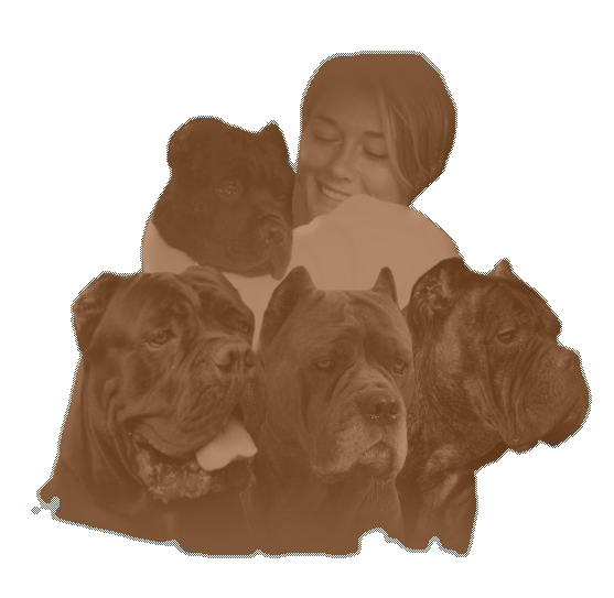 Cane Corso Puppies, Available Cane Corsos | Bellissima Cane Corsos - Cane Corso Breeder Tennessee