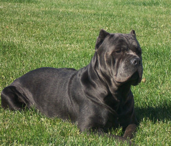 Cane Corso Puppies, Available Cane Corsos | Bellissima Cane Corsos - Cane Corso Breeder Tennessee