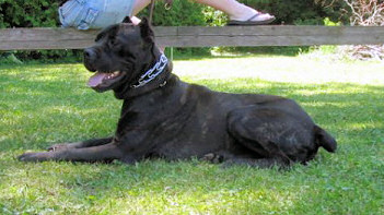 Cane Corso Puppies, Available Cane Corsos | Bellissima Cane Corsos - Cane Corso Breeder Tennessee