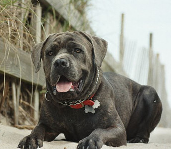 Cane Corso Puppies, Available Cane Corsos | Bellissima Cane Corsos - Cane Corso Breeder Tennessee