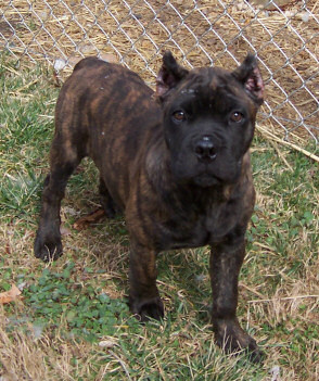 Cane Corso Puppies, Available Cane Corsos | Bellissima Cane Corsos - Cane Corso Breeder Tennessee