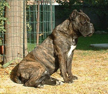 Cane Corso Puppies, Available Cane Corsos | Bellissima Cane Corsos - Cane Corso Breeder Tennessee