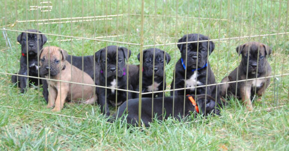 Cane Corso Puppies, Available Cane Corsos | Bellissima Cane Corsos - Cane Corso Breeder Tennessee