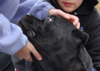 Cane Corso Puppies, Available Cane Corsos | Bellissima Cane Corsos - Cane Corso Breeder Tennessee
