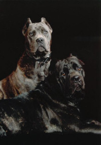 Cane Corso Puppies, Available Cane Corsos | Bellissima Cane Corsos - Cane Corso Breeder Tennessee