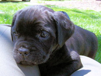 Cane Corso Puppies, Available Cane Corsos | Bellissima Cane Corsos - Cane Corso Breeder Tennessee